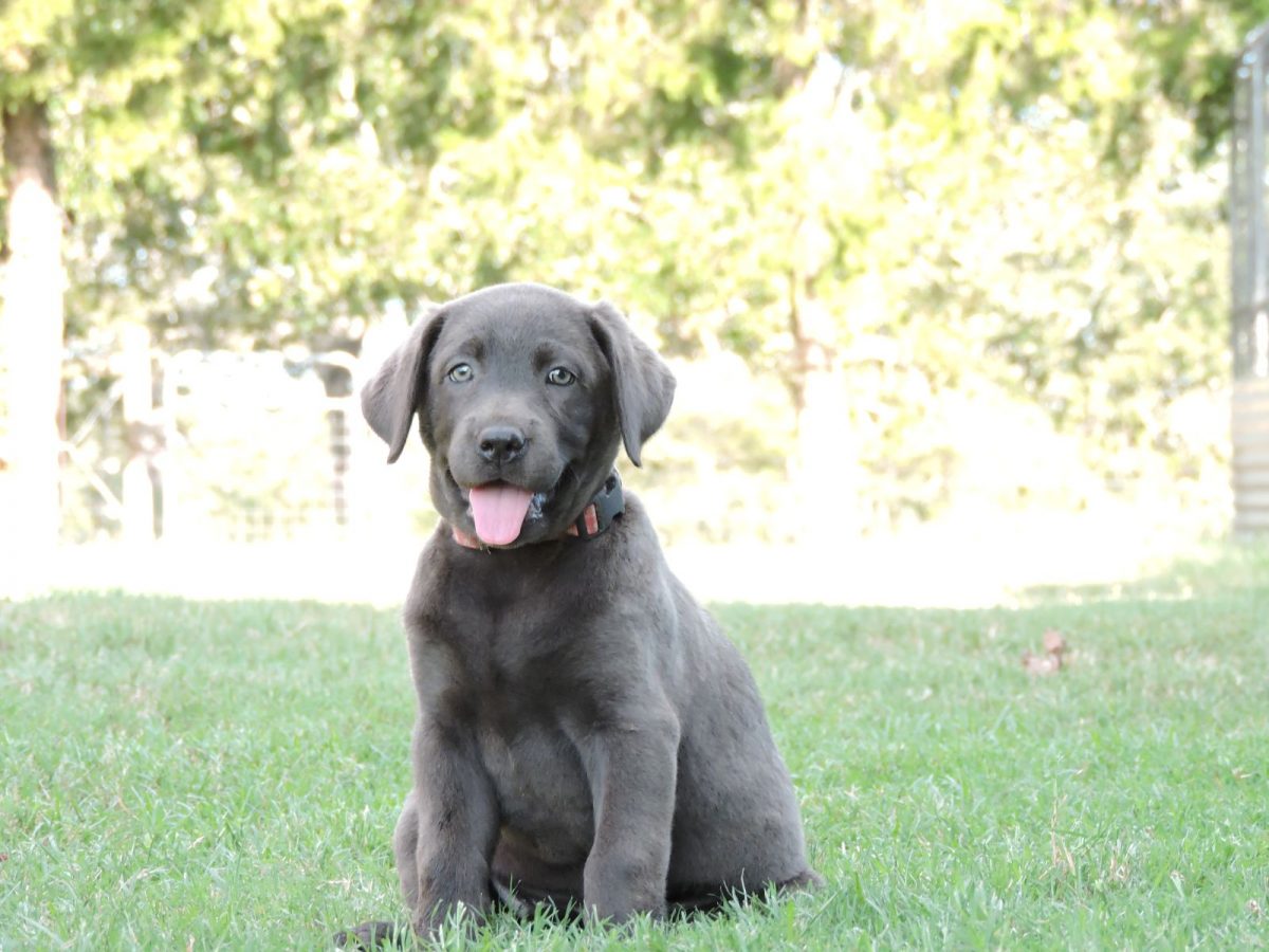 Silver Lab Puppies for Sale – 9-25-2019 – Silver Labs for Sale – Dog ...