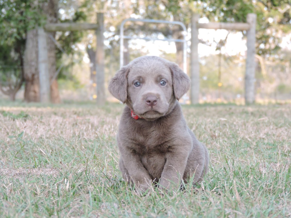 Silver Lab Puppies for Sale – 11-4-2019 – Silver Labs for Sale – Dog ...