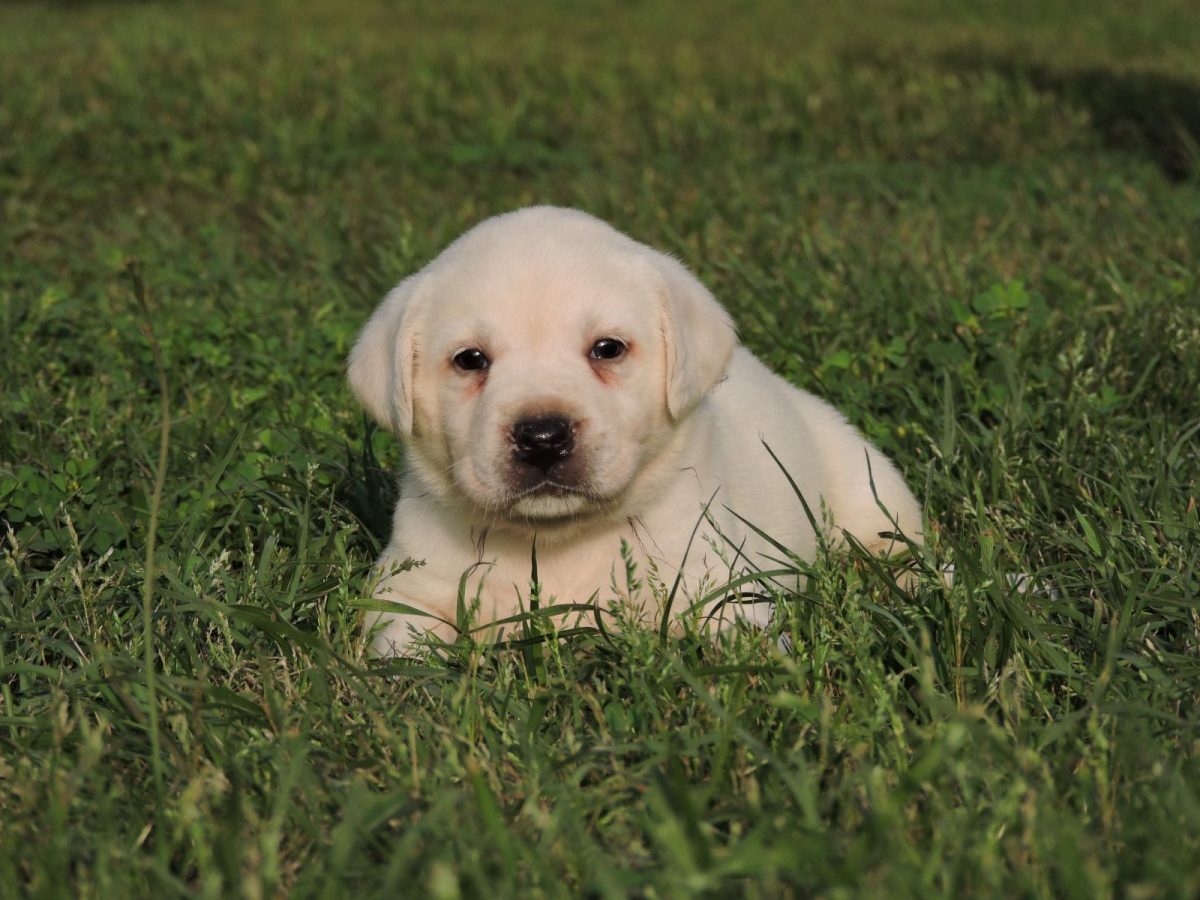 Silver Lab Puppies for Sale – Silver Labs for Sale – Dog Training – Dog ...