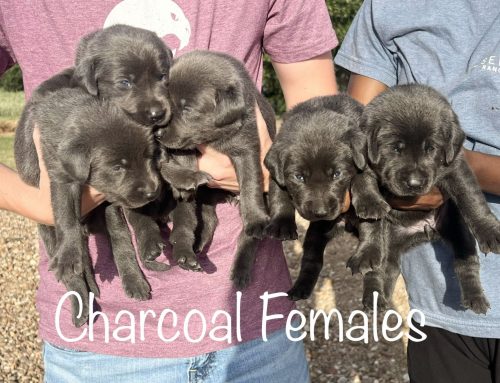 Litter of Puppies for Sale from Oakley and R2