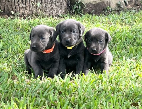 Litter of Puppies for Sale from Marley and R2