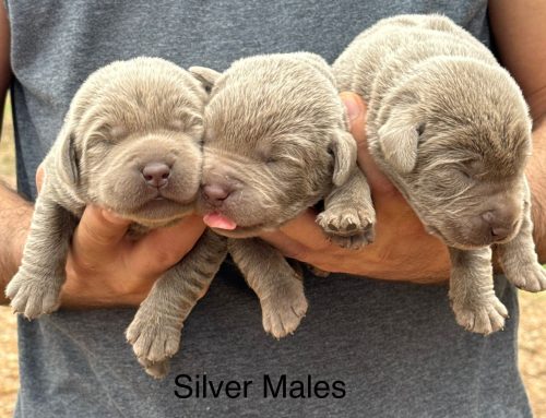 Litter of Puppies for Sale from Oakley and R2